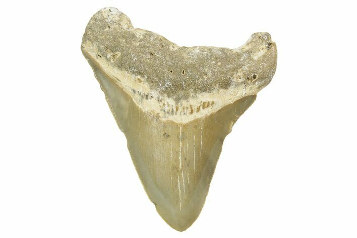 Serrated, Juvenile Megalodon Tooth - North Carolina #377052